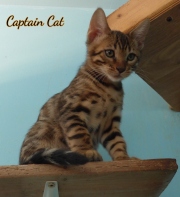 2020-11-08-2-semaines-CapitaineCat-chaton-bengal-2