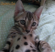 2020-11-08-2-semaines-CapitaineCat-chaton-bengal-3