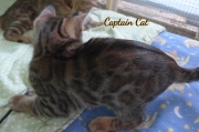 2020-11-08-2-semaines-CapitaineCat-chaton-bengal-4