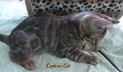 2020-11-08-2-semaines-CapitaineCat-chaton-bengal-5