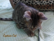 2020-11-08-2-semaines-CapitaineCat-chaton-bengal-6