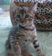 2020-11-08-2-semaines-CapitaineCat-chaton-bengal-7