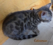 2020-10-13-2-mois-CatWoman-chaton-bengal-2