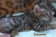 2020-10-13-2-mois-CatWoman-chaton-bengal-3