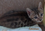 2020-10-13-2-mois-CatWoman-chaton-bengal-4