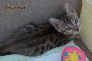 2020-10-13-2-mois-CatWoman-chaton-bengal-5