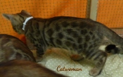 2020-11-08-2-semaines-CatWoman-chaton-bengal-1