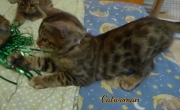 2020-11-08-2-semaines-CatWoman-chaton-bengal-2