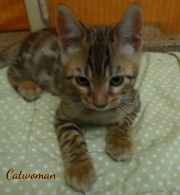 2020-11-08-2-semaines-CatWoman-chaton-bengal-3
