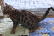2020-11-08-2-semaines-CatWoman-chaton-bengal-4