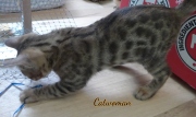 2020-11-08-2-semaines-CatWoman-chaton-bengal-5