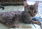 2020-11-08-2-semaines-CatWoman-chaton-bengal-6