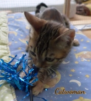 2020-11-08-2-semaines-CatWoman-chaton-bengal-7