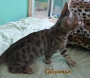 2020-11-08-2-semaines-CatWoman-chaton-bengal-8