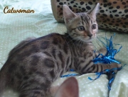 2020-11-08-2-semaines-CatWoman-chaton-bengal-9