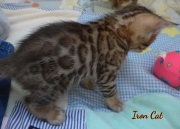 2020-09-28-1-mois-Iron-Cat-chaton-bengal-1