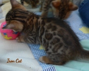 2020-09-28-1-mois-Iron-Cat-chaton-bengal-2