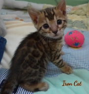 2020-09-28-1-mois-Iron-Cat-chaton-bengal-3