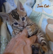 2020-09-28-1-mois-Iron-Cat-chaton-bengal-4