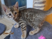 2020-10-13-2-mois-IronCat-chaton-bengal-1