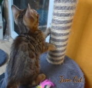 2020-10-13-2-mois-IronCat-chaton-bengal-2