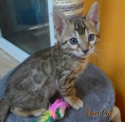 2020-10-13-2-mois-IronCat-chaton-bengal-3