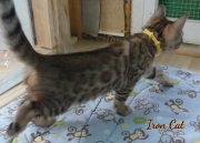 2020-10-13-2-mois-IronCat-chaton-bengal-4