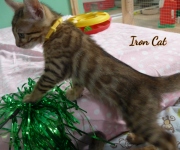 2020-10-13-2-mois-IronCat-chaton-bengal-5