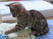 2020-11-08-2-semaines-IronCat-chaton-bengal-1