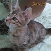 2020-11-08-2-semaines-IronCat-chaton-bengal-2