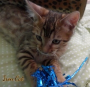 2020-11-08-2-semaines-IronCat-chaton-bengal-5