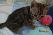 2020-09-28-1-mois-Spider-Cat-chaton-bengal-1