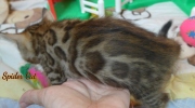 2020-09-28-1-mois-Spider-Cat-chaton-bengal-2