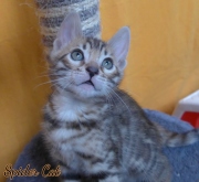 2020-10-13-2-mois-SpiderCat-chaton-bengal-1