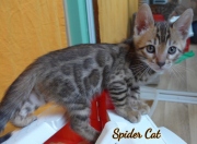 2020-10-13-2-mois-SpiderCat-chaton-bengal-2