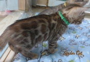 2020-10-13-2-mois-SpiderCat-chaton-bengal-3