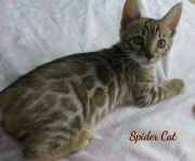 2020-10-13-2-mois-SpiderCat-chaton-bengal-4