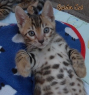 2020-10-13-2-mois-SpiderCat-chaton-bengal-5