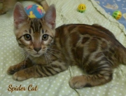 2020-11-08-2-semaines-SpiderCat-chaton-bengal-1