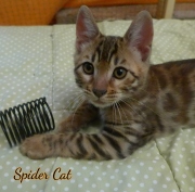 2020-11-08-2-semaines-SpiderCat-chaton-bengal-3