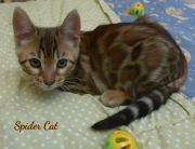 2020-11-08-2-semaines-SpiderCat-chaton-bengal-4