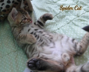 2020-11-08-2-semaines-SpiderCat-chaton-bengal-5