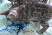 2020-11-08-2-semaines-SpiderCat-chaton-bengal-7