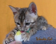 2020-10-13-2-mois-WonderCat-chaton-bengal-1