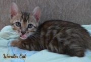 2020-10-13-2-mois-WonderCat-chaton-bengal-2