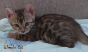 2020-10-13-2-mois-WonderCat-chaton-bengal-3