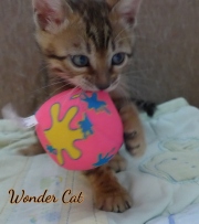 2020-10-13-2-mois-WonderCat-chaton-bengal-4