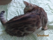 2020-11-08-2-semaines-WonderCat-chaton-bengal-1