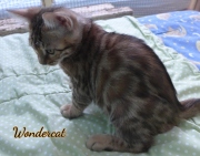 2020-11-08-2-semaines-WonderCat-chaton-bengal-2