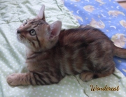 2020-11-08-2-semaines-WonderCat-chaton-bengal-3